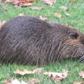 img_0132